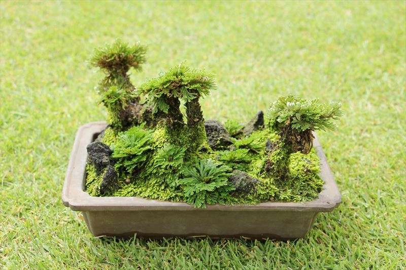 鉢植えの処分方法は？